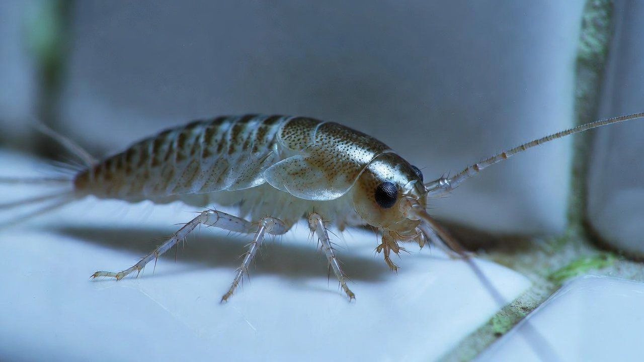Silverfish